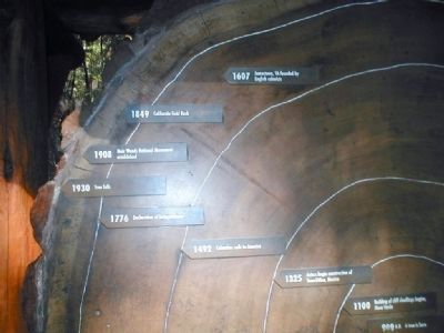 Muir Woods-close up of the time line in a Redwood Tree trunk image. Click for full size.