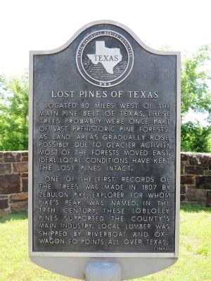 Lost Pines of Texas Marker. Click for full size. Lost Pines of Texas Marker image. Click for full size.