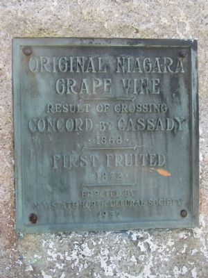 Original Niagara Grape Vine Marker image. Click for full size.