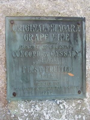 Original Niagara Grape Vine Marker. Click for full size. Original Niagara Grape Vine Marker image. Click for full size.