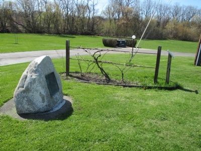 Original Niagara Grape Vine and Marker. Click for full size. Original Niagara Grape Vine and Marker image. Click for full size.