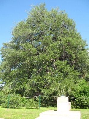 The Caldwell Treaty Oak Park Marker. Click for full size. The Caldwell Treaty Oak Park Marker image. Click for full size.