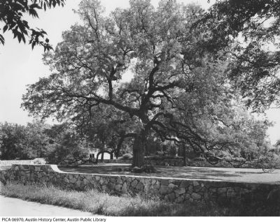 Treaty Oak, 1941 image. Click for full size.