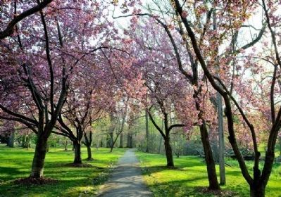Cherry trees in full bloom image. Click for full size.