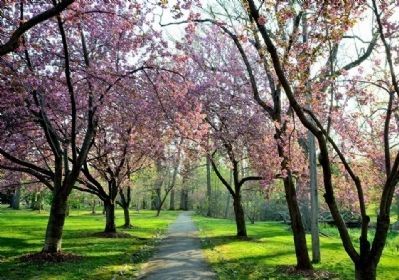 Cherry trees in full bloom image. Click for full size.