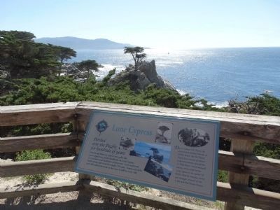 Lone Cypress Marker. Click for full size. Lone Cypress Marker image. Click for full size.