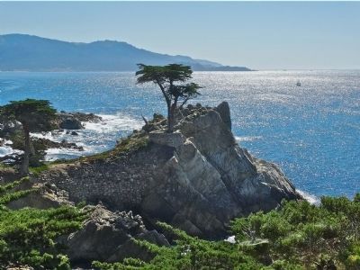 Lone Cypress image. Click for full size.