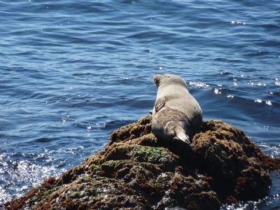 Cypress Point Lookout native. Click for full size. Cypress Point Lookout native image. Click for full size.