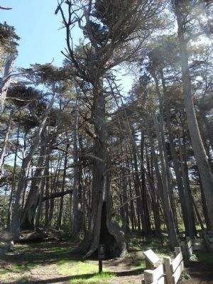 Crocker Grove Ancient Cypress Trees. Click for full size. Crocker Grove Ancient Cypress Trees image. Click for full size.