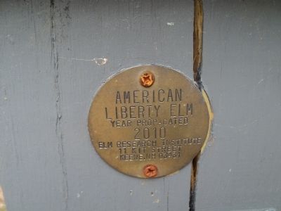 American Liberty Elm Plaque image. Click for full size.