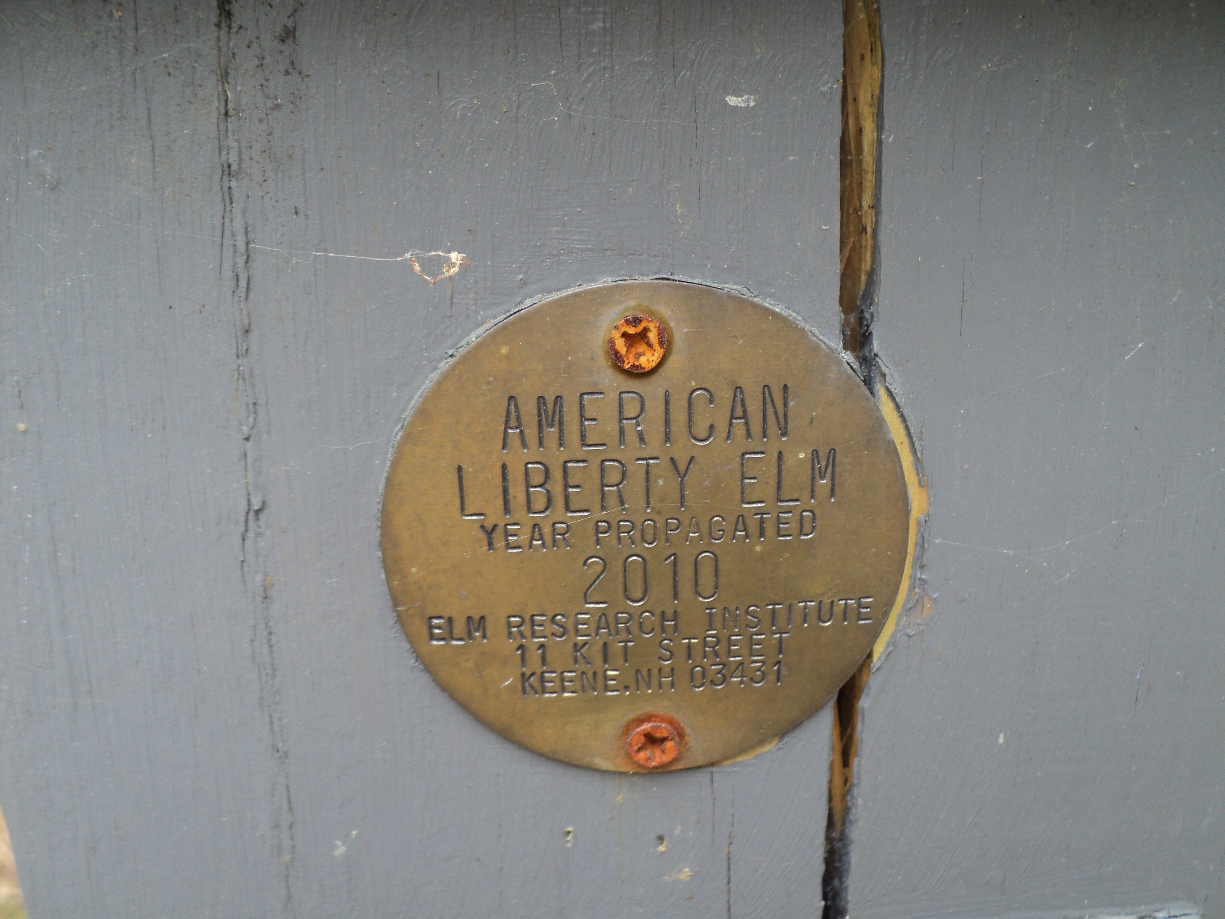 American Liberty Elm Plaque