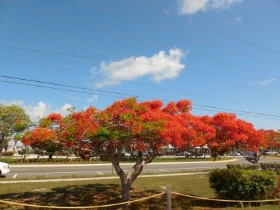 Blooming poinciana tree near marker image. Click for full size.
