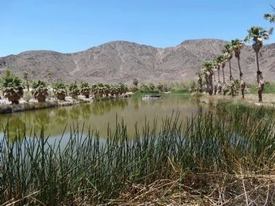 Soda Springs - Zzyzx Mineral Springs image. Click for full size.