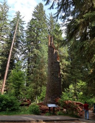 Remains of the Rain Forest Monarch and Marker image. Click for full size.