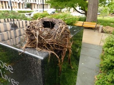 Birds' Nest. Click for full size. Birds' Nest image. Click for full size.