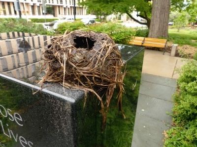 Birds' Nest image. Click for full size.