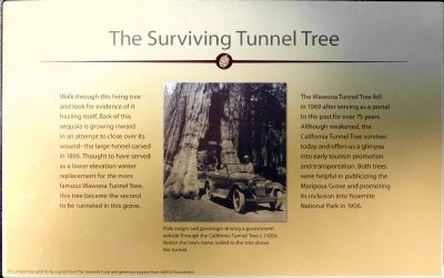 The Surviving Tunnel Tree Marker image. Click for full size.