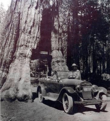 California Tunnel Tree image. Click for full size.