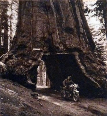 Wawona Tunnel Tree image. Click for full size.