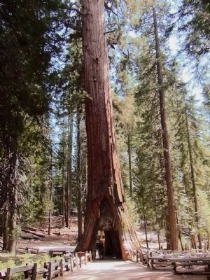 California Tunnel Tree image. Click for full size.