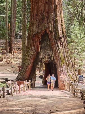California Tunnel Tree image. Click for full size.