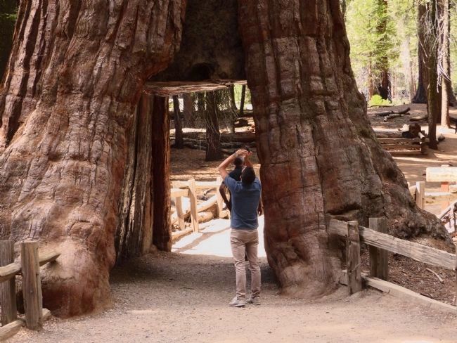 California Tunnel Tree image. Click for full size.