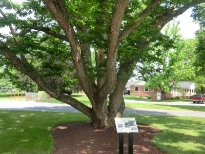 Kinderhaus “Climbing Tree” image. Click for full size.
