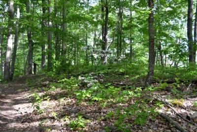 Hoosier Knob Interpretive Trail near Marker #13. Click for full size. Hoosier Knob Interpretive Trail near Marker #13 image. Click for full size.