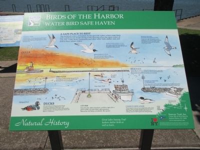 Birds of the Harbor Marker image. Click for full size.