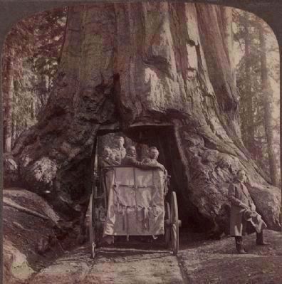 <i>President Roosevelt amid "Nature's Wonders" - driving through Wawona, Big Trees of California</i> image. Click for full size.