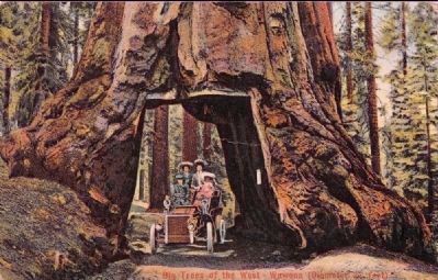 <i>Big Trees of the West - Wawona (Diameter 27 ft.)</i> image. Click for full size.