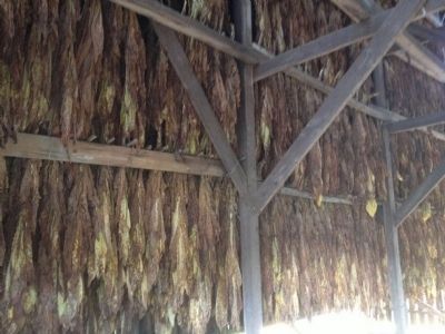 Tobacco Drying image. Click for full size.