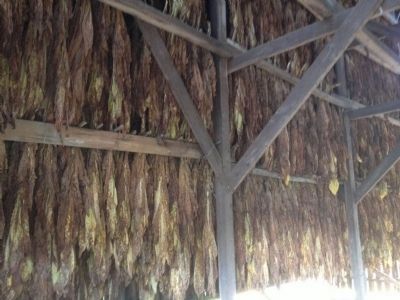 Tobacco Drying image. Click for full size.