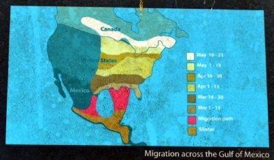 Spring Migration of the Ruby-Throated Hummingbird image. Click for full size.