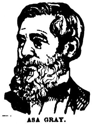 Asa Gray image. Click for full size.