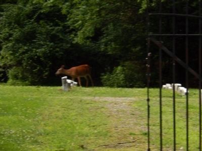 Meetinghouse Cemetery with deer grazing image. Click for full size.