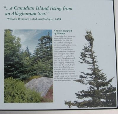 A Forest Sculpted by Climate. Click for full size. A Forest Sculpted by Climate image. Click for full size.
