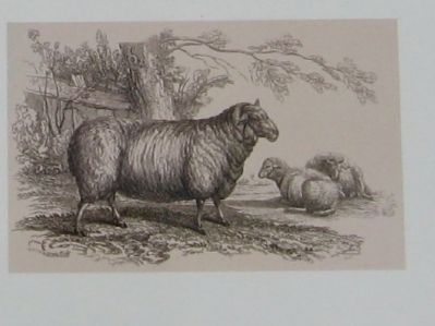 Merino Sheep. Click for full size. Merino Sheep image. Click for full size.