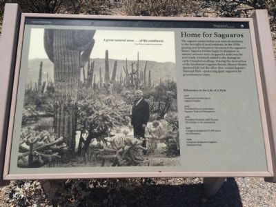 Home for Saguaros Marker image. Click for full size.