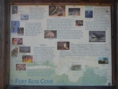 Marine life panel at the Fort Ross Cove kiosk image. Click for full size.