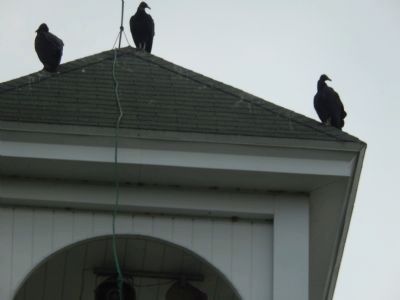 Big birds on the Bethel Union Church bell tower image. Click for full size.