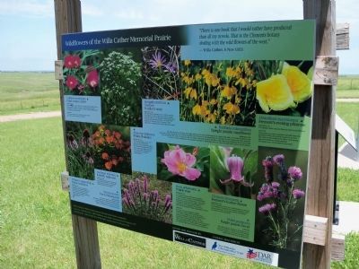 Wildflowers of the Willa Cather Memorial Prairie Marker image. Click for full size.