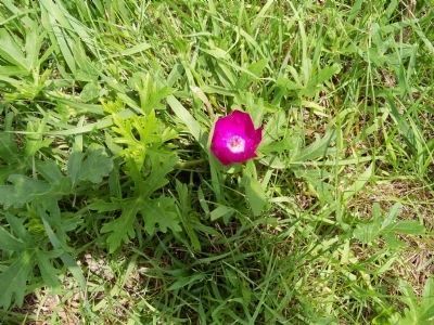 Purple Poppy Mallow<br></b><i>(Callirhoe involucrate)</i> image. Click for full size.