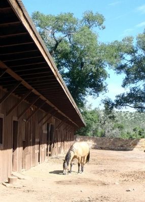 All stables need a horse! image. Click for full size.