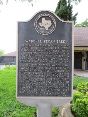 The Waddell Pecan Tree Marker image. Click for full size.
