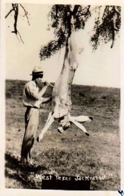 <i>"West Texas Jackrabbit"</i>. Click for full size. <i>"West Texas Jackrabbit"</i> image. Click for full size.