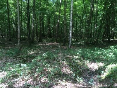 Belleau Wood Battle Damage image. Click for full size.