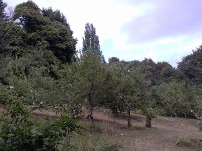 View of orchard image. Click for full size.