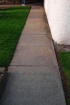 Fortingall Yew Tree Walking Path. Click for full size. Fortingall Yew Tree Walking Path image. Click for full size.