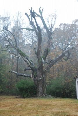 Champion House Site Witness Tree. Click for full size. Champion House Site Witness Tree image. Click for full size.